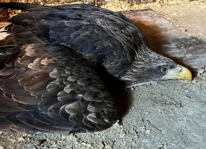 Отрезали крыло, но спасли жизнь: в приюте выхаживают найденного в окрестностях Волжского орлана