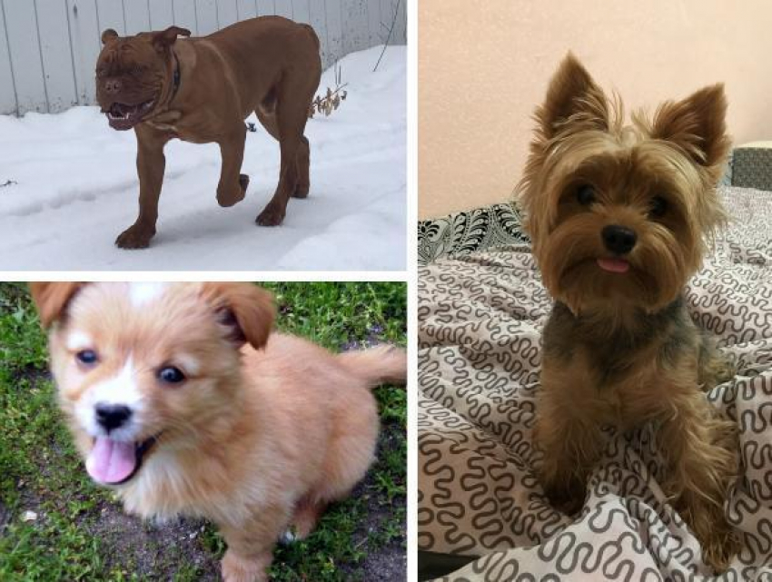 "Блокнот Волжского» подвел итоги конкурса «Мой пес самый лучший"