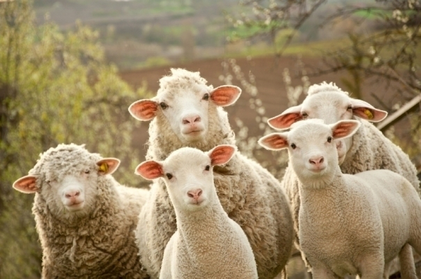  Под Волгоградом трое селян украли более 60 голов овец