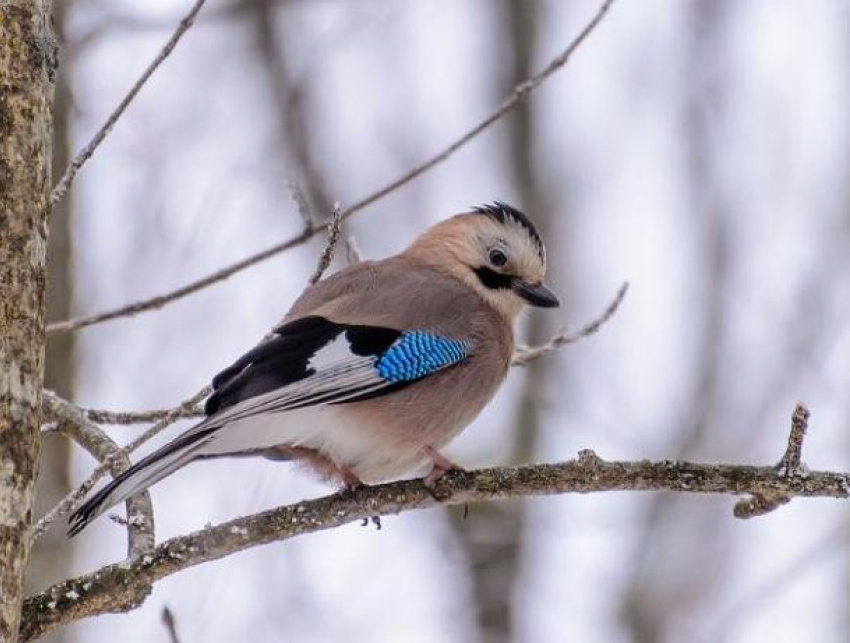 В сойкин день погода в Волжском будет дождливой