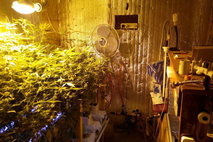 В Волжском в гаражах местный житель выращивал коноплю