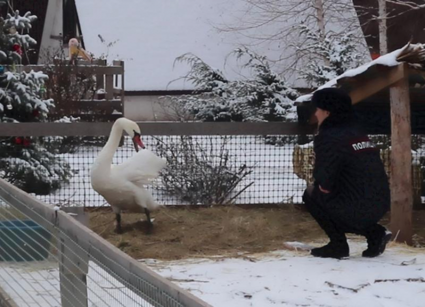 Полицейские отвезли раненого лебедя в парк близ Волжского