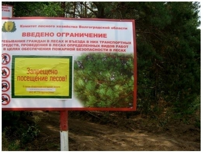 Запрет на посещение лесов в Волгоградской области продлили до 1 июня