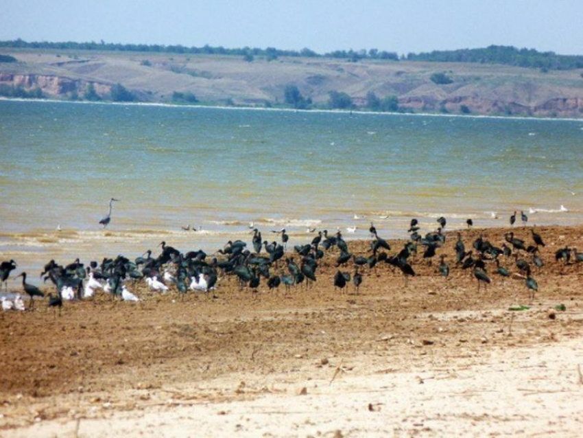 Орнитологические экспедиции в Волгоградской области принесли важные открытия для Красной книги