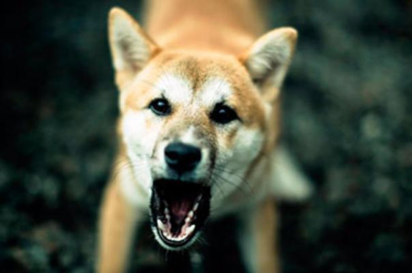 На западе Волгограда собака напала на 4-летнюю девочку