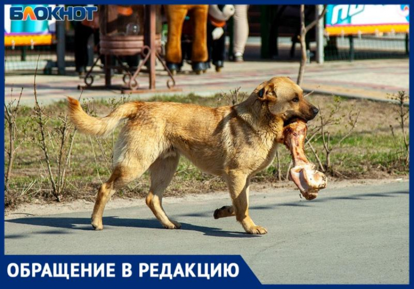 «Стая просто налетела не меня»: дикие собаки едва не искалечили молодую девушку в Волжском