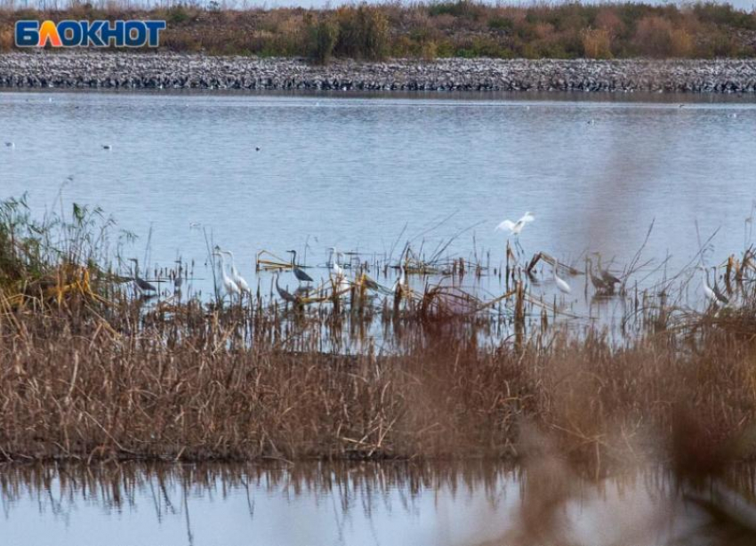 Волжанам разрешили охотится на водоплавающих птиц