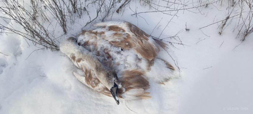 Одинокая смерть на Ахтубе: молодой лебедь не пережил морозную ночь в Волжском
