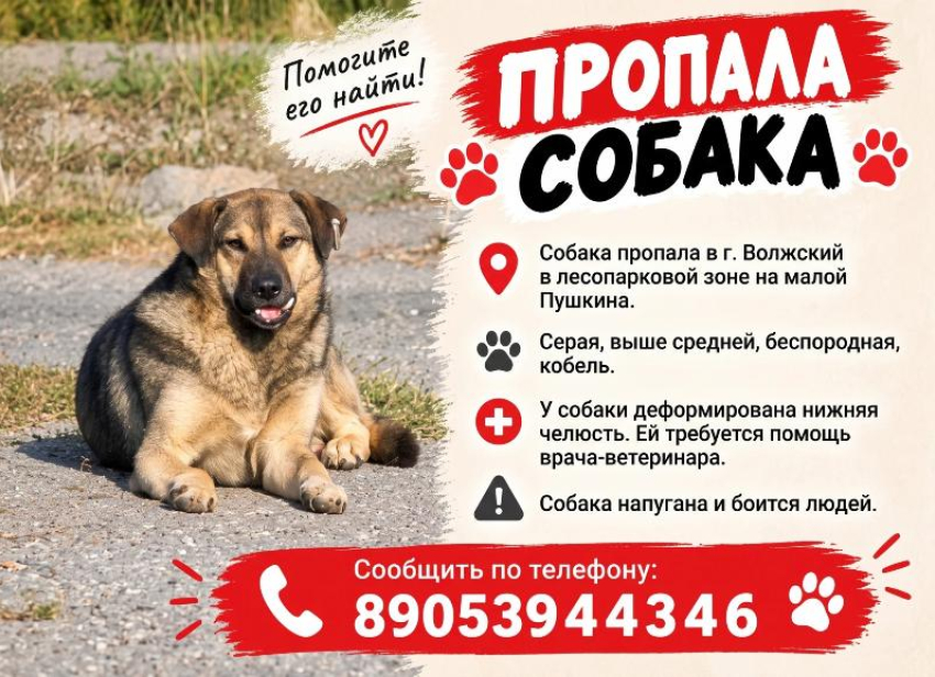 Помогите найти собаку