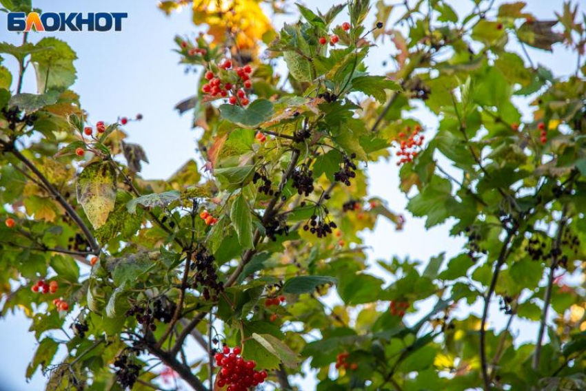 День Евфимия Осеннего - как уберечь дом от нечисти и привлечь удачу