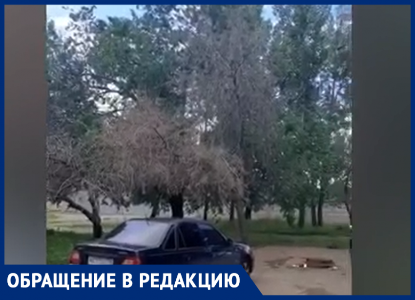 Целый лес из сухих деревьев в одном из дворов Волжского: видео