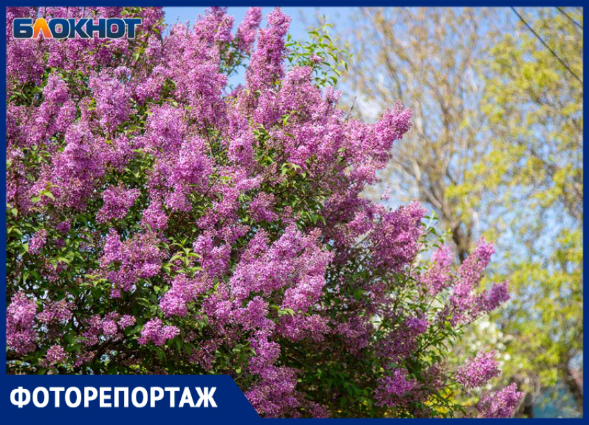 Город-сад: яркие краски апрельского Волжского в объективе фотографа