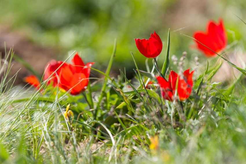 В Волгоградской области запускают единую экопрограмму для жителей