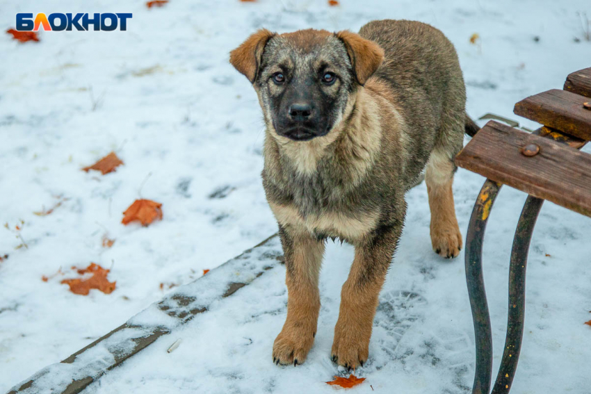 «Опомнитесь, люди!» — волжанка призывает собачников соблюдать правила выгула питомцев