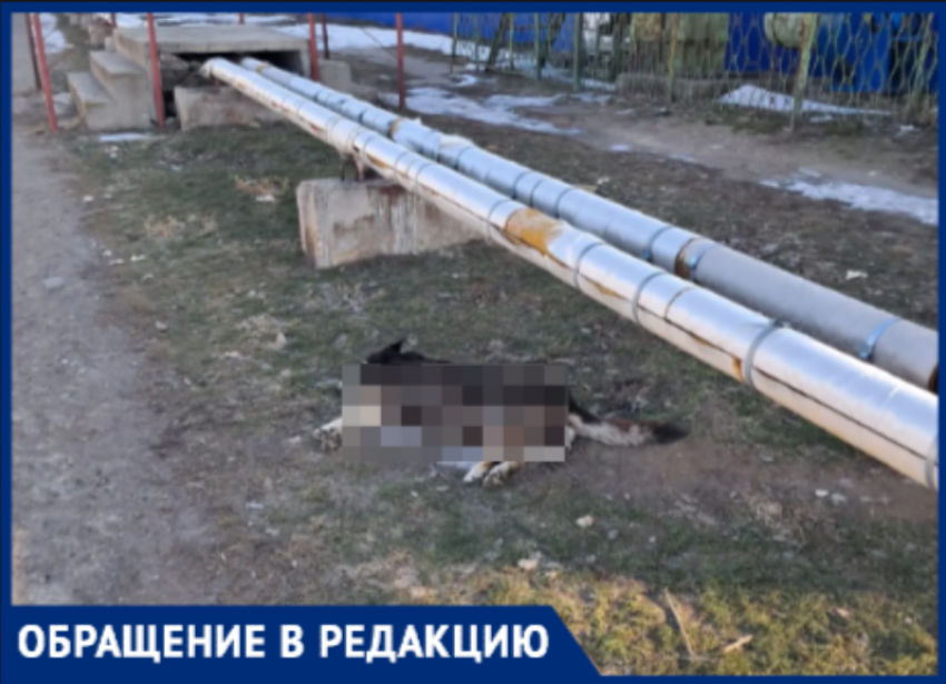 Разлагающиеся останки сбитой собаки больше месяца пугают прохожих на улице Кирова в Волжском