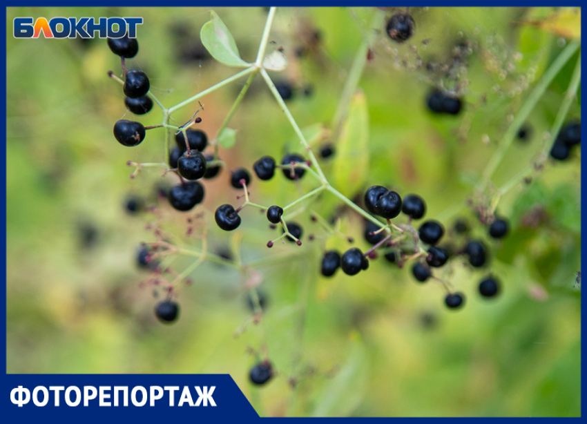Золотая осень в Волжском: природа вспыхнула желтыми и багряными красками