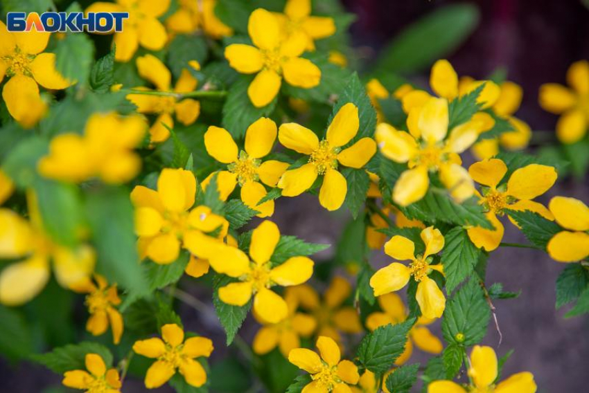 Облачно и душно: погода на 4 мая в Волжском 