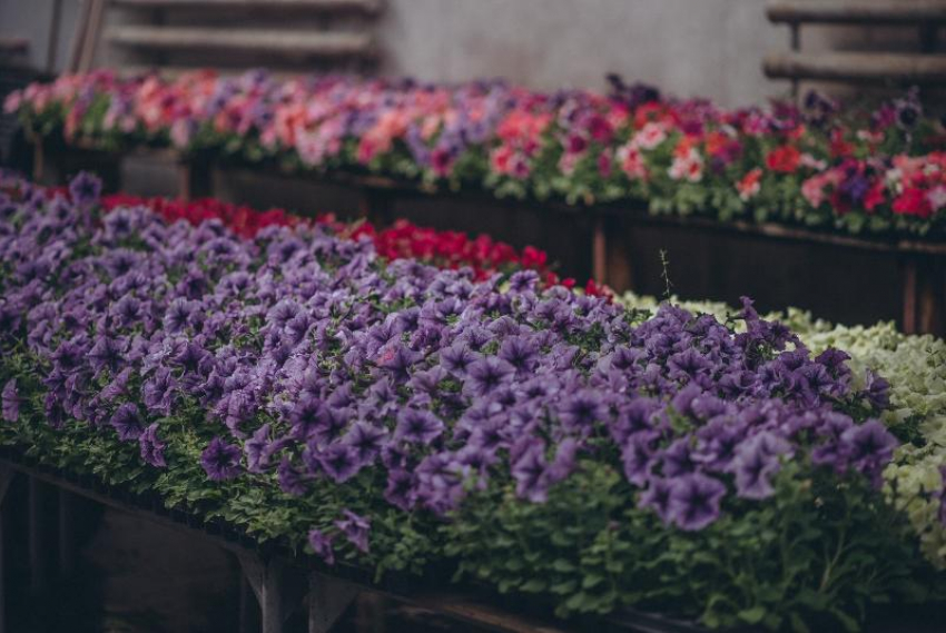 Тысячи красок на квадратный метр: в Волжском открывается рекордная выставка цветов