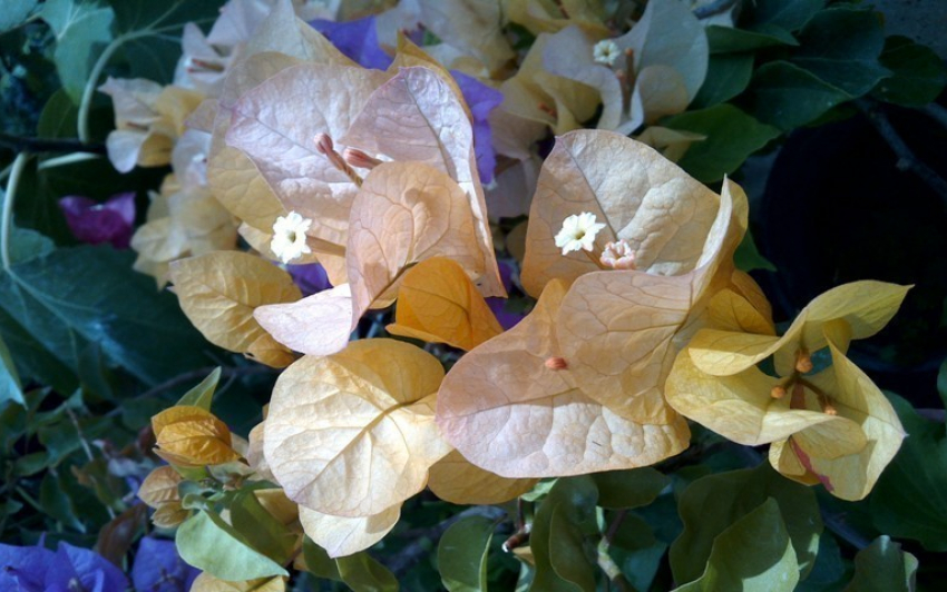 «Бумажные цветы» радуют посетителей ботанического сада Волжского