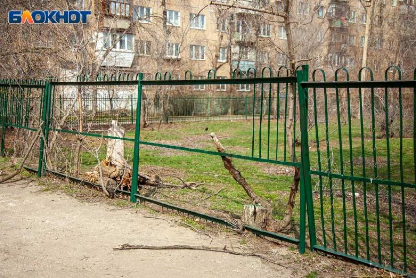 Волжане устали бороться с сухими деревьями, произрастающими во дворах