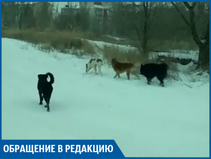 Бездомных собак нужно усыплять, - волжанин