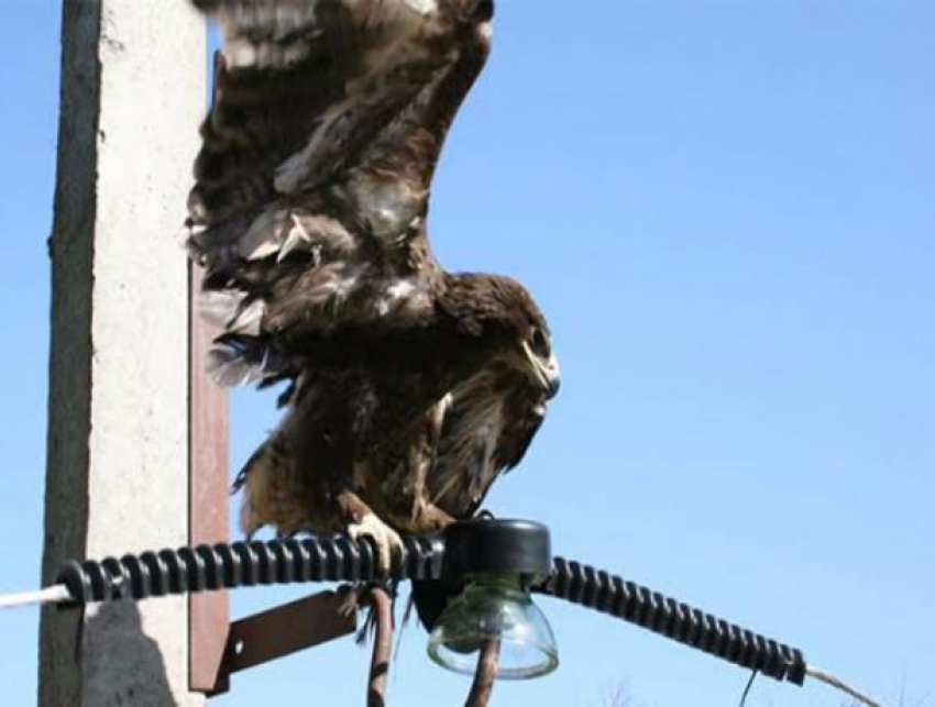 Волжских электриков заставили установить птицезащитные устройства на свои электросети