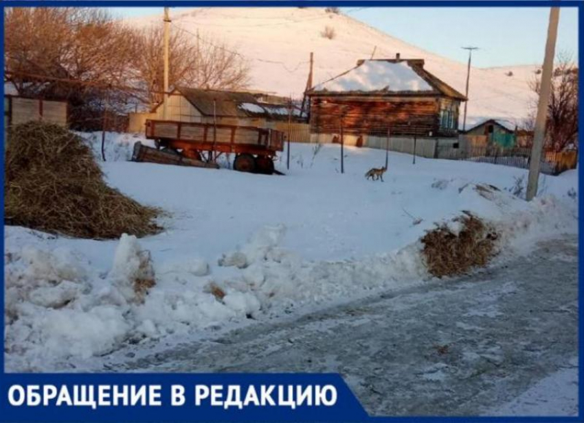 Эпидемию бешенства ждут жители села близ Ольховки из-за диких лис и волков