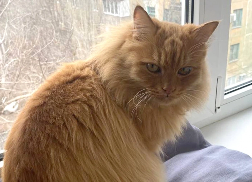 Помогите найти. В 40-м квартале пропал ярко-рыжий кот Гаврюша
