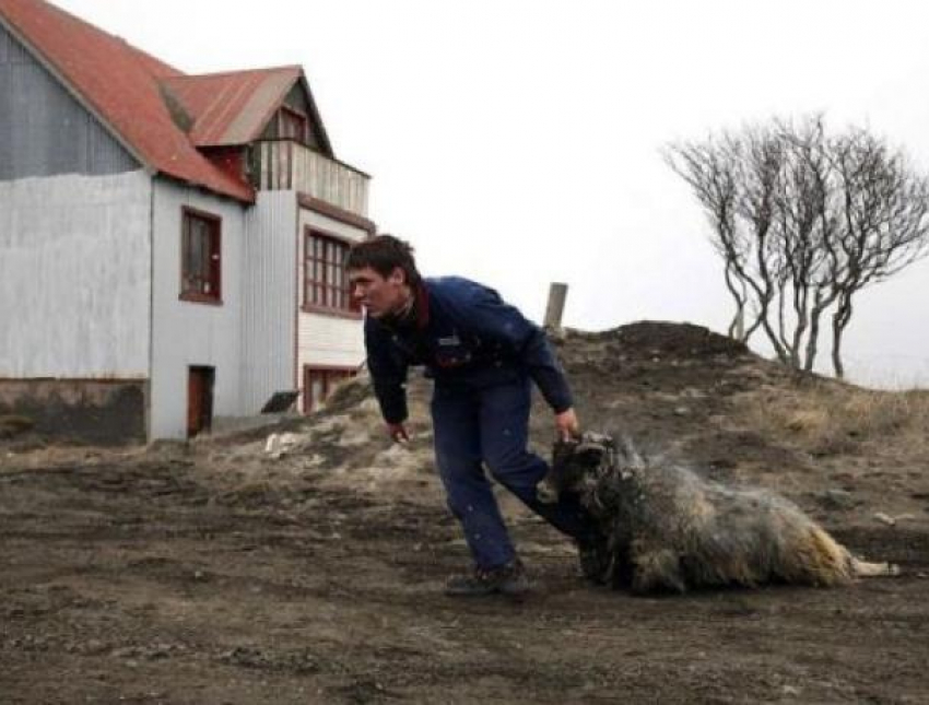 Полицейские Быковского района задержали похитителя овец