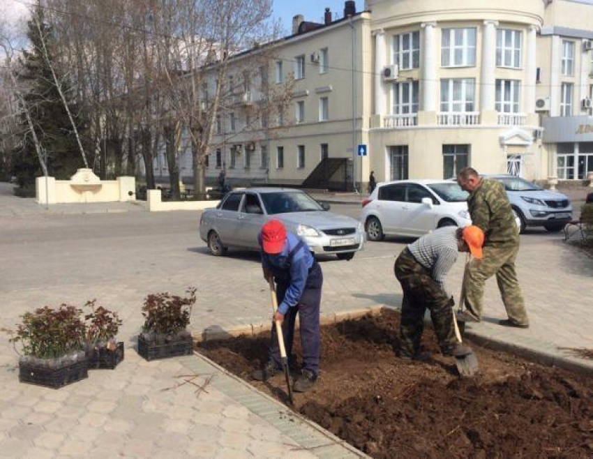 70 кустов роз высадили в Волжском у мемориала Первостроителей