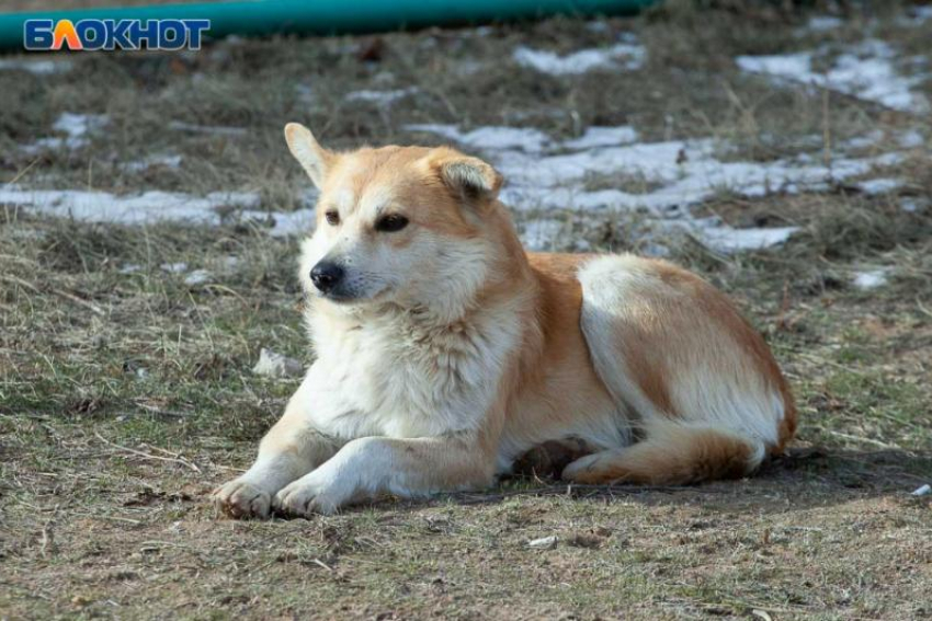 Бездомные собаки захватили дворы Волжского
