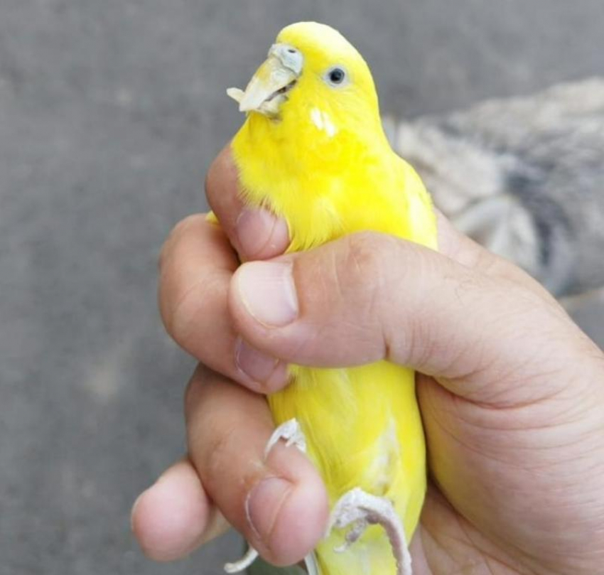 Попугая выкинули вместе с клеткой на помойку: как поволжские волонтеры спасли пернатого
