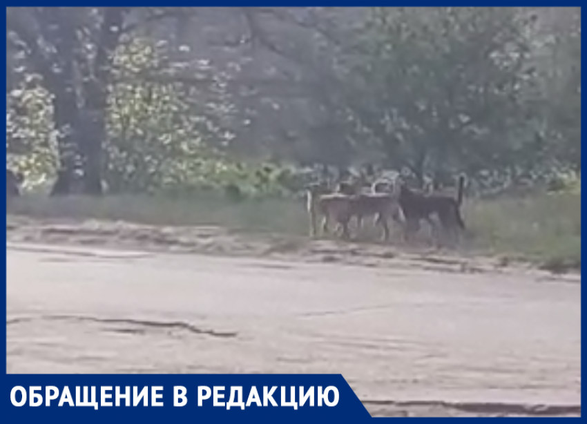 Стая огромных агрессивных собак держит в страхе жителей Волжского: видео