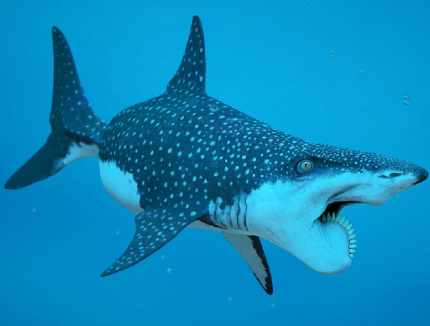 В области нашли костные остатки предков акул: им около 300 млн лет