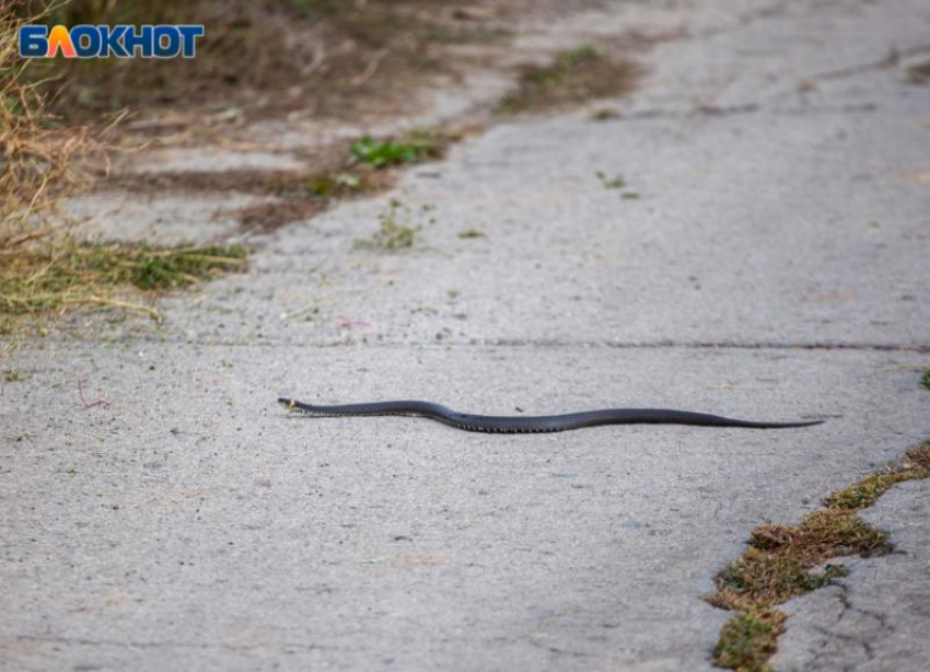 Змея с черепно-мозговой травмой реабилитирована и выпущена в окрестностях Волжского