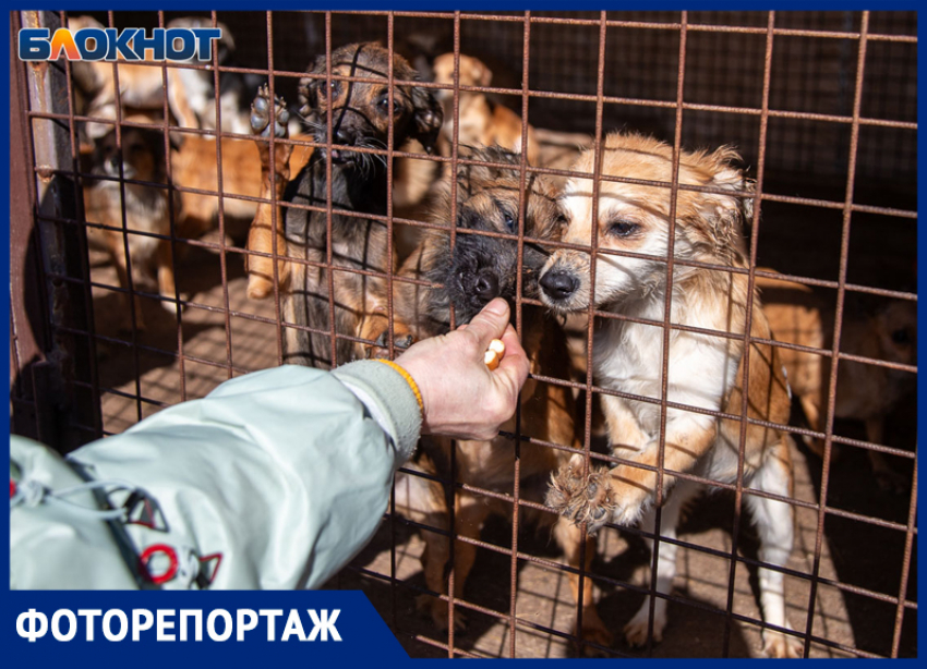 «Полсотни собак ели друг друга, запертые в комнате»: шокирующие подробности волжских волонтеров о спасенных животных 