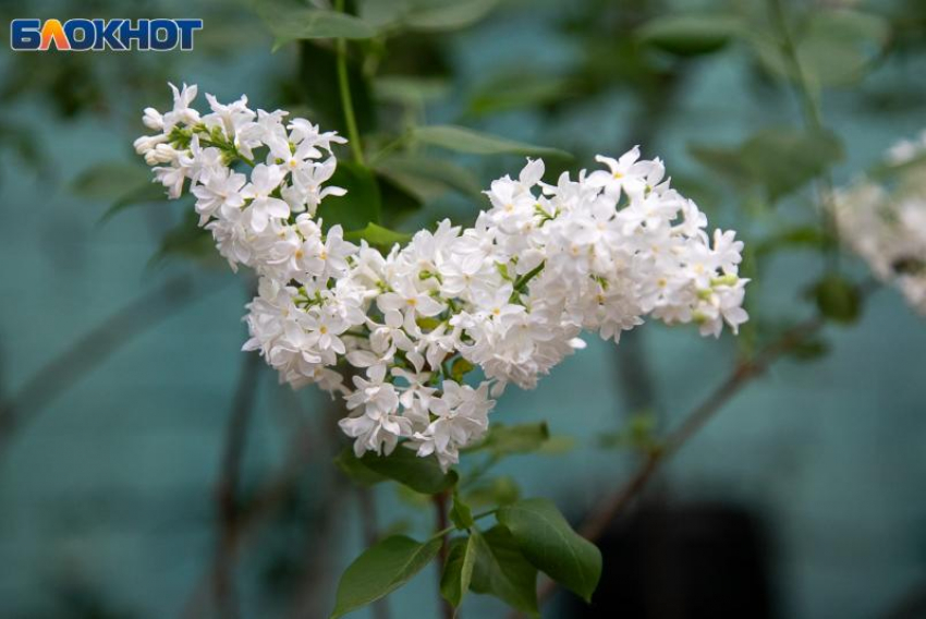 Более 16 тысяч человек посетили фестиваль цветов в Волжском