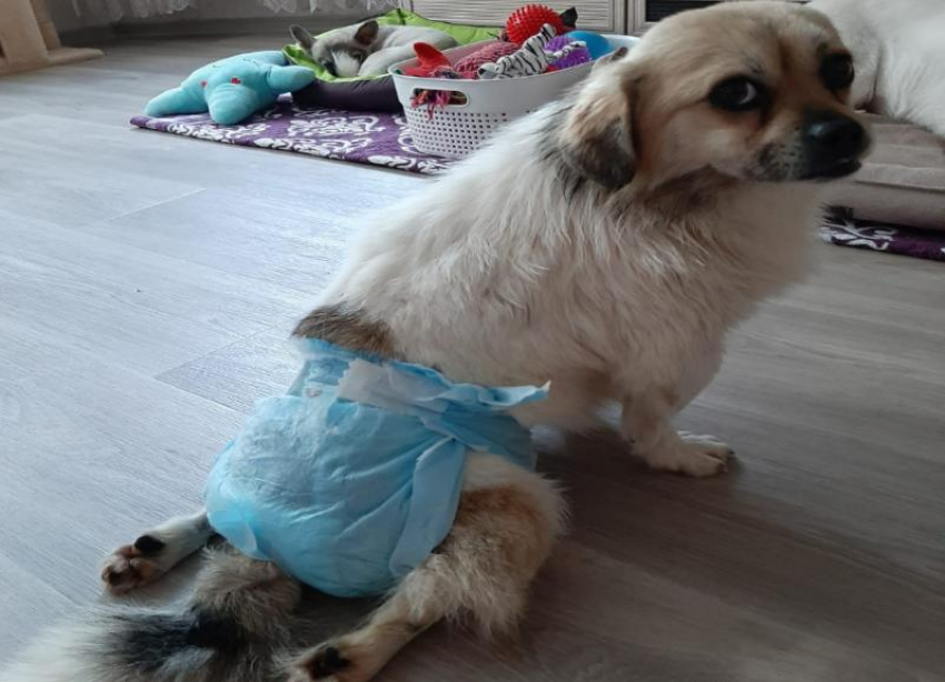 Брошенную хозяином собаку-инвалида прооперировали в Волжском