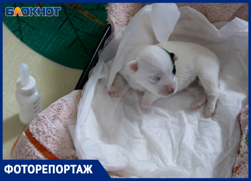 Собака с пулей в позвоночнике, кот с лейкозом и спасение удушенного щенка: как в приюте под Волжским совершают невозможное