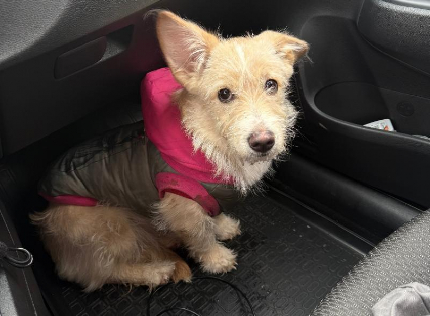 В Волжском возле «Вкусно и точка» нашли домашнюю собаку