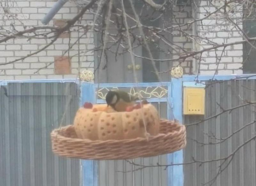 Жителям Волжского предлагают посчитать воробьев в помощь ученым 