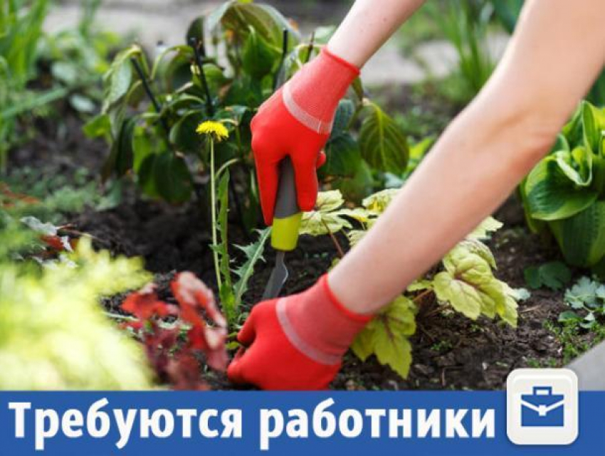 Волжан приглашают на подработку в поле