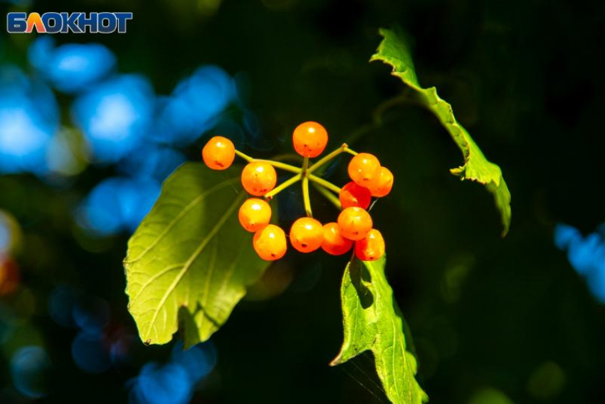 Филиппово заговенье: народные приметы, традиции и запреты