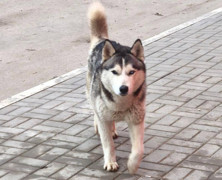 Хаски с гетерохромией каждую ночь приходит к супермаркету в Волжском в поисках еды и хозяина