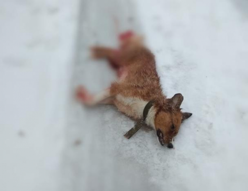 В Волгограде обнаружили бездыханное тело собаки в луже крови