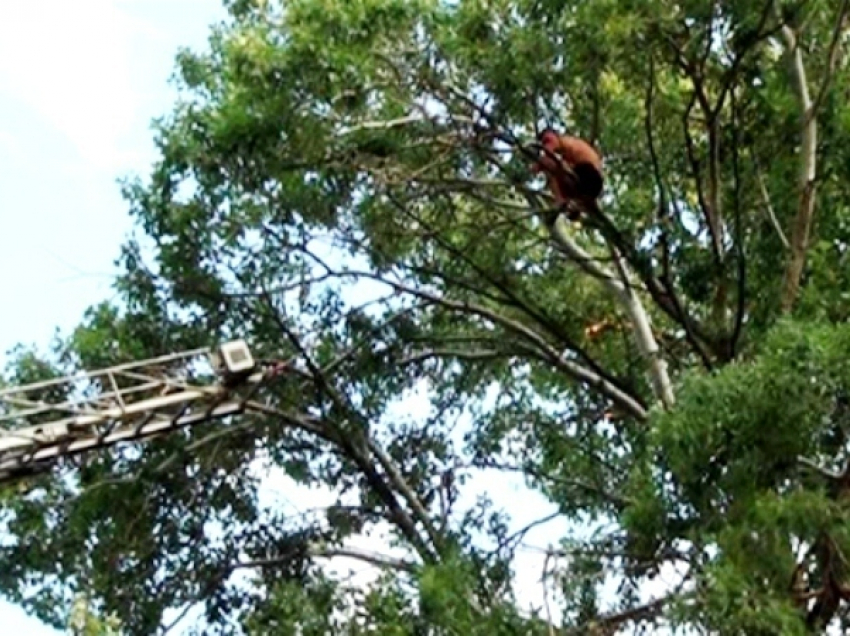 В Волжском местного жителя спасатели снимали с верхушки дерева