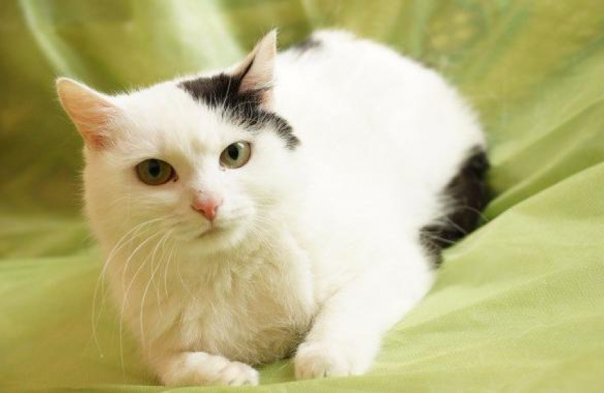 Волгоградские волонтеры хотят подарить кошке семью в Финляндии