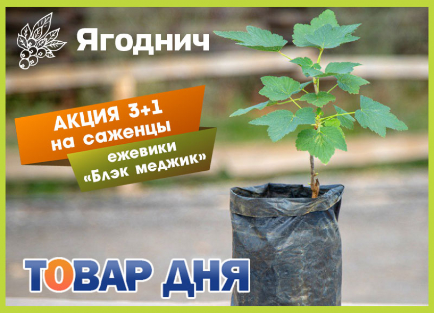Товар дня! 3+1 на саженцы ежевики в «Ягодниче»