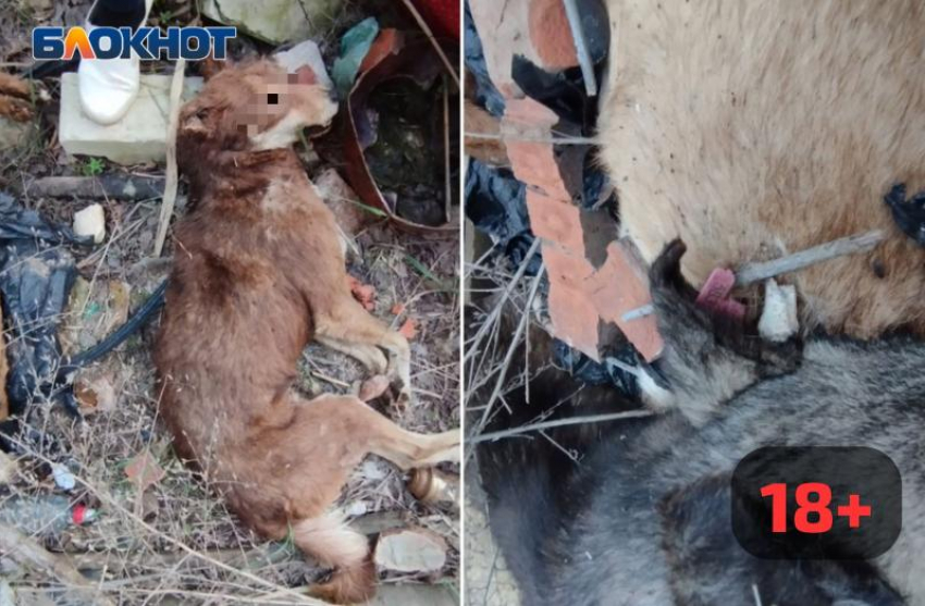 Гору трупов сняли на видео на заброшке: администрация Волжского проводит проверку по факту убийства собак