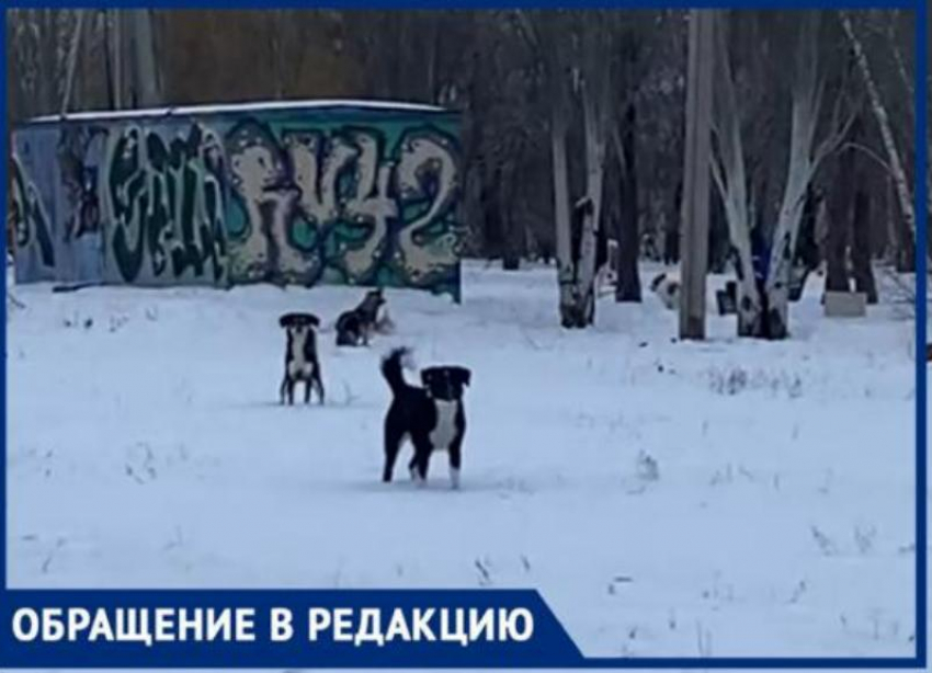 Нападение собак 2024. Страшные нападение собак. Нападение собаки Качканар. Нападение собаки в Краснотурьинске.